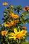 Mexican sunflower tree, Malaga, Spain.