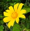 Mexican Sunflower Weed