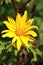 Mexican Sunflower Weed bloom