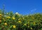 Mexican Sunflower weed bloom in winter, Mae Hong Son Province