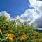 Mexican Sunflower weed bloom in winter, Mae Hong Son Province, Thailand