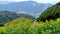 Mexican Sunflower weed bloom in winter, Mae Hong Son Province, Thailand