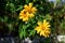 Mexican sunflower weed blossom in a garden