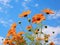 Mexican Sunflower Weed and Bright Orange Flowers: A Colorful Journey Under the Sky