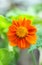 Mexican Sunflower Weed & x28;Tithonia rotundifolia Gray& x29;