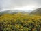 Mexican SunflowerBua Tong hills of Doi Mae U-Kho in Khun Yuam district, Mae Hong Son, Northern Thailand. Blooming in November and