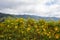 Mexican SunflowerBua Tong hills of Doi Mae U-Kho in Khun Yuam district,Mae Hong Son,Northern Thailand.Blooming in November and D
