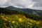 Mexican SunflowerBua Tong hills of Doi Mae U-Kho in Khun Yuam district,Mae Hong Son,Northern Thailand.Blooming in November and D