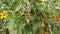 Mexican sunflowers blooming at the forest, Tree marigold, Mexican tournesol blossom in the winter