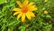 Mexican sunflowers blooming at the forest, Tree marigold, Mexican tournesol blossom in the winter