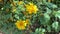 Mexican sunflowers blooming on the hill in the nature, Tree marigold,