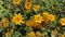 Mexican sunflowers blooming on the hill in the nature, Tree marigold,