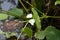 Mexican sword plant, Echinodorus palifolius