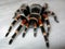 Mexican tarantula Brachypelma Smithi on white background. Big colorful, bright spider. Orange and black giant arachnid. Close up