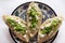 Mexican tlacoyos with green sauce on white background