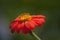 Mexican torch sunflower