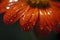 Mexican torch sunflower summer water droplets