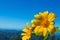 Mexican tournesol flower with cloudy sky background.