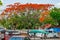 Mexican town, with Delonix regia tree, with red flowers