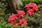 Mexican traditional Christmas flower Poinsettia.