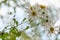 Mexican Tree Daisy Montanoa bipinnatifida, white flowers