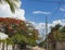 Mexican villiage dirt street with car and truck parked and Alto Stop sign - lots of flowering trees and tropical foliage