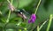 Mexican violetear Colibri thalassinus in flight