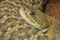 Mexican West Coast Rattlesnake