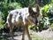 Mexican Wolf