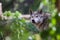 Mexican Wolf