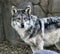 Mexican Wolf