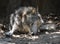 Mexican Wolf Licking His Front Paw While Resting