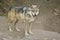 Mexican Wolf (Lobo)