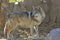 Mexican Wolf Standing