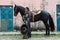 Mexican woman and black horse