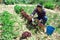 Mexican woman gardener during harvesting of lettuce