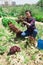 Mexican woman gardener during harvesting of lettuce