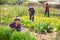 Mexican woman gardener working with greens in garden