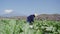 mexican woman gathering crop of zucchini on field.