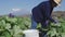 mexican woman gathering crop of zucchini on field.