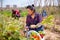 Mexican woman horticulturist picking harvest of garlic