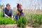 Mexican woman and man gardener working with greens