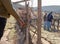 Mexican worker trimming wine crops in Valle de Guadalupe