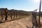 Mexican worker trimming wine crops in Valle de Guadalupe