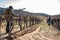 Mexican worker trimming wine crops in Valle de Guadalupe