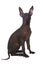 Mexican xoloitzcuintle puppy posing