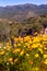 Mexican Yellow Poppies