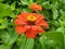 Mexican zinnia orange flower with the bee.