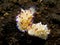 Mexichromis multituberculata Nudibranch 01