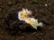 Mexichromis multituberculata Nudibranch 02